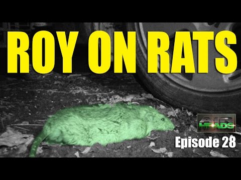 Roy on Rats – AirHeads, episode 28 Roy on Rats – AirHeads, episode 28