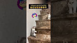 Download lagu 😽😸adegan berbahaya. jangan ditiru 🤣 #cat #shortvideo #catlovers #catlover #shorts #shortsvideo mp3