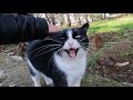 Tuxedo Cat Meowing Loudly Came Running To Me When She Saw Me