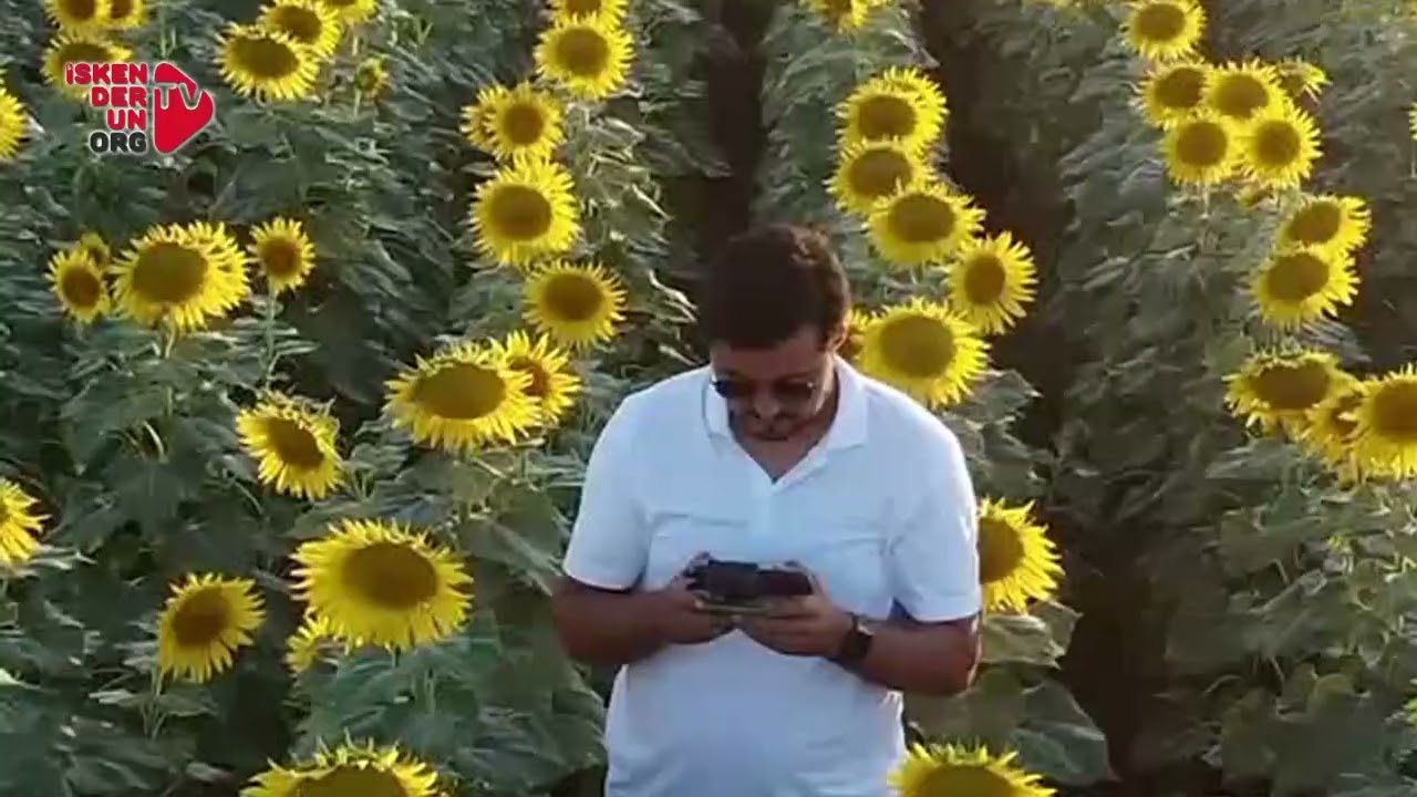 Hatay’da Ayçiçeği Üretimi Artıyor