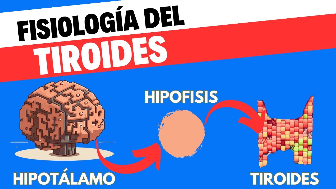 Fisiología del eje Hipotálamo-hipófisis-tiroides