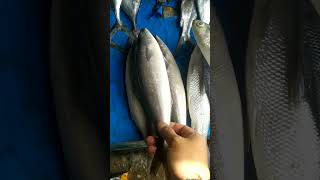 Download lagu Serupa tapi tak sama , Ikan Bandeng dan Ikan Bindeng #ikan #bandeng #milkfish mp3