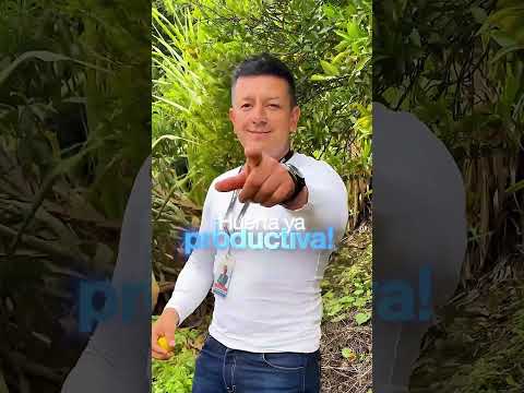 TERRENO PRODUCTIVO EN VENTA – SAN RAFAEL, PATATE – 1.43 HECTÁREAS