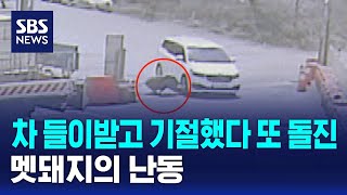 차 들이받고 기절했다 또 돌진..멧돼지의 난동 / SBS