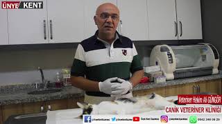 Ali Güngör / Canik Veteriner Kliniği