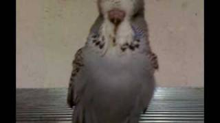 Barhead budgie 29 days old