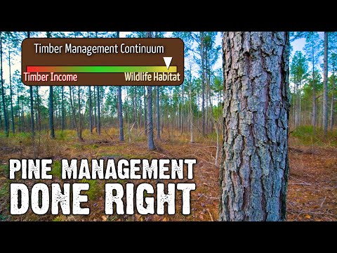 Pine Management Done Right - How to Master Pine Management in 5 Minutes!
