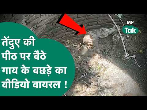 Viral video : MP में जब तेंदुआ नहीं कर शिकार तो बछड़े से कर ली दोस्ती, वीडियो देख चौंक जाएंगे !
