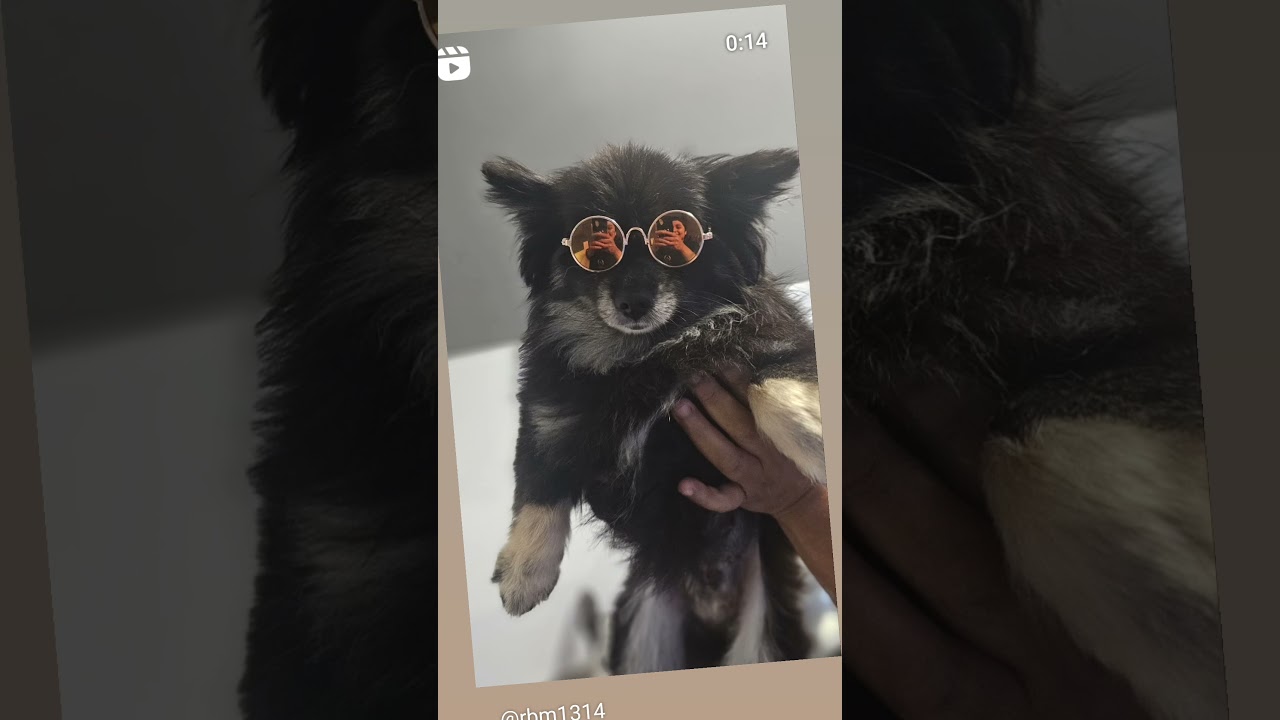 Enlarge Seraphina, a Adoptable Pomeranian in Studio City, CA video 4/6