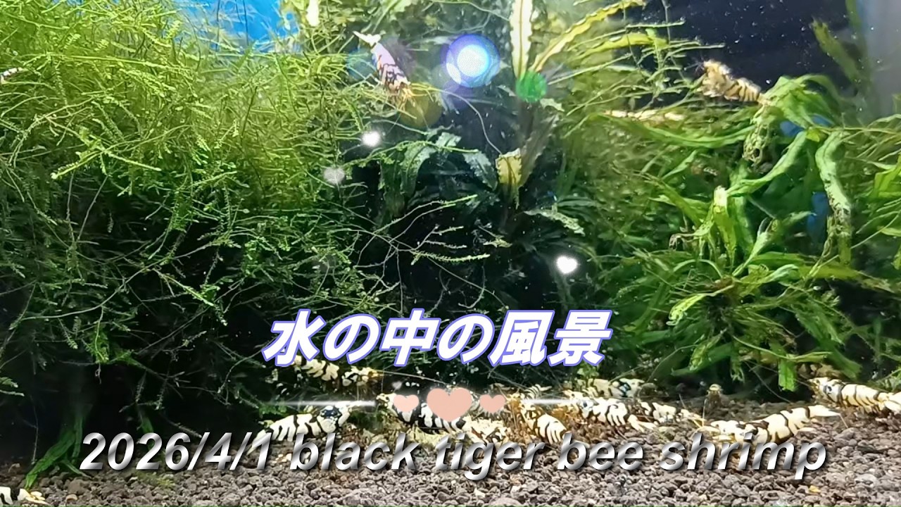 2026/4/1 水の中の風景 #ブラックタイガービーシュリンプ #アクアリウム #aquarium #癒し #healing