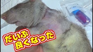 腕を切断したキズを消毒する、ラットの赤ちゃん３～４日目の様子(ゆっくり実況音声あり)