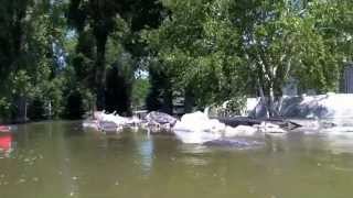 preview picture of video 'Kayak Trip on Missouri river Bismarck ND During Major Flood of 19.1 Feet 7/2/2011'