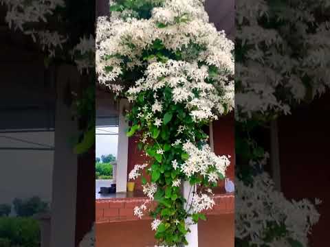 Beautiful View of White Jasmine Flowers Looks Really Amazing New Video
