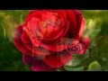 Lila Downs  -  Agua de rosas