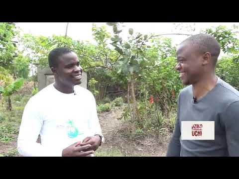 Dziko la Mkaka ndi Uchi