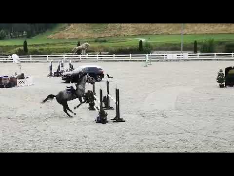 Antenor (Emir R x Quidam de Revel) 2020/08/01 Vazgaikiemis - RMK 4 l - 100 cm I SPRZEDANY / SOLD