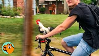 Download lagu Rooster Rides Bike With This Man Daily | Cuddle Buddies mp3 Download lagu Rooster Rides Bike With This Man Daily | Cuddle Buddies mp3