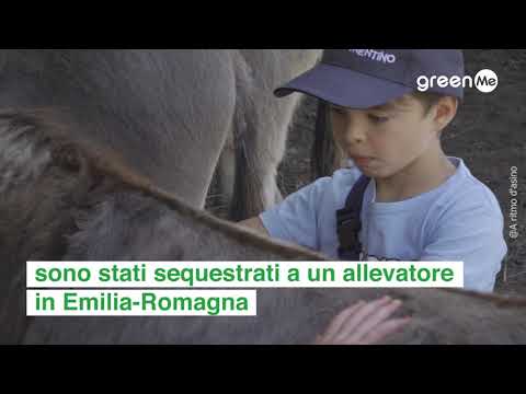 La nuova vita di 4 asinelli salvati da violenze, ora fanno divertire i bambini in Val di Sole