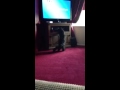Cat Vs Dvd Player