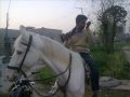 Whisky Di Botal Wargi