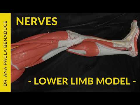Dr. Benaduce: Lower Limb Nerves