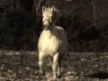 MENOMENA - One Horse - & lyrics 