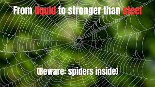 The Hidden Logic of Spiderwebs