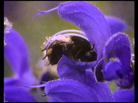 Fortpflanzung und Entwicklung von Blütenpflanzen