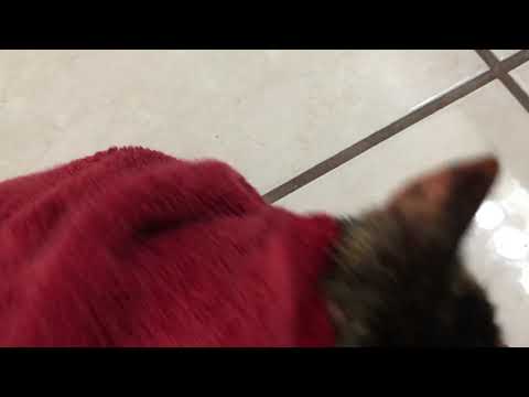 Tuba a dub dub two cats were in the tub