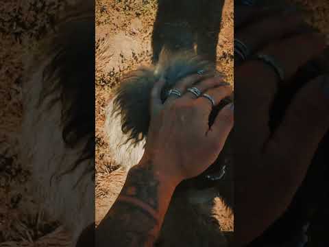 Puli Welpe kaufen