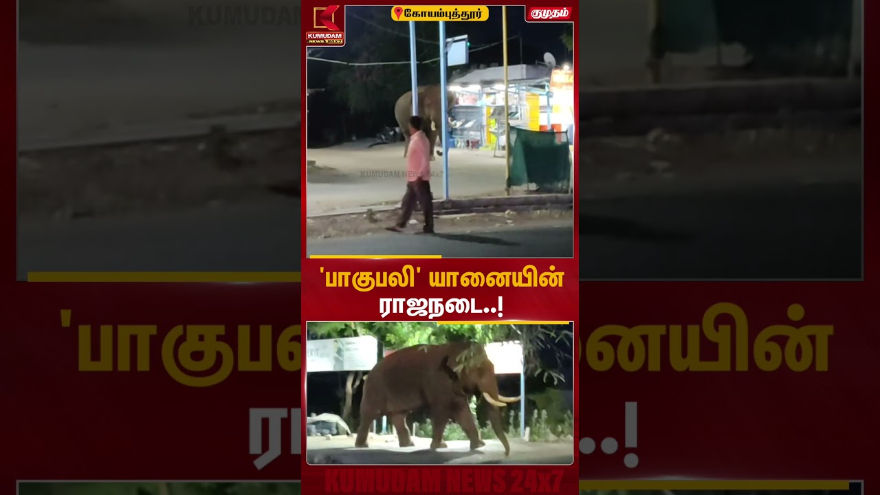பாகுபலி யானையின் ராஜ நடை.. அலறியடித்து ஓடிய மக்கள்.. | Coimbatore | Elephant | Kumudam News