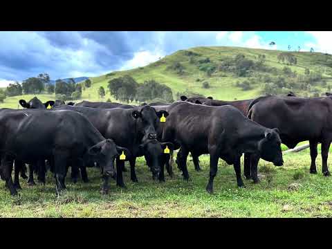 Sedgefield AP 21 head