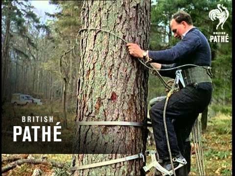 Out Takes / Cuts From Cp 323 - Reel 2 Of 2 - Tree Climbing Equipment Aka Tree Bike (1961)