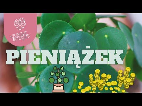 MONEY - a plant for beginners and beyond! How to care for Pilea peperomioides