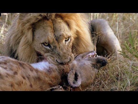 狮子最不可思议的15次攻击