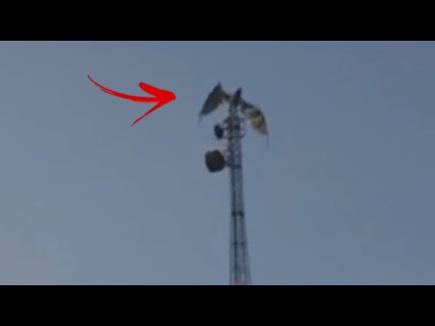 10 Dragons Caught On Camera & Spotted In Real Life!