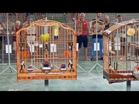 hoje o trinca ferro Corringa deu um Show em Espera Feliz MG 