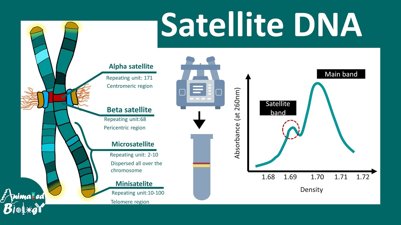 Satellite DNA | Minisatellite and Microsatellite | Short Tandem Repeats | Mol-bio
