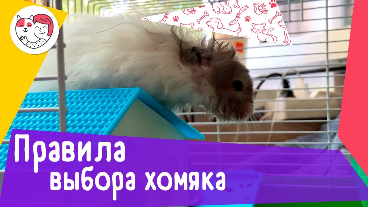5 правил при выборе хомяка