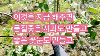 이것을 지금 해주면 품질좋은 사과도 만들고 좋은 꽃눈도 만들수 있다