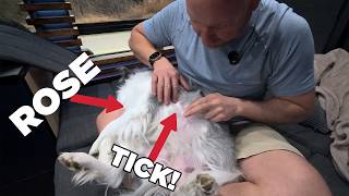 Van Life with My Border Collie 🐾 | Lake of the Ozarks Camping & Unexpected Challenges