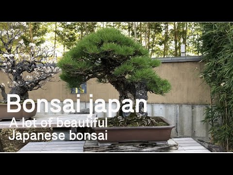 【Bonsai Japan】A beautiful bonsai exhibited at the Omiya Bonsai Art Museum.