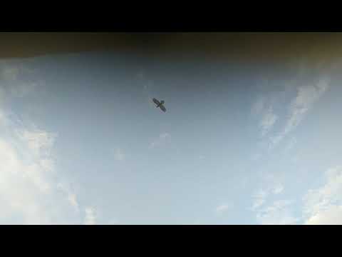 Common Raven Gliding Test 13.06.20