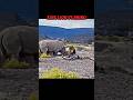 Lion King Vs Rhino Trending Wildlife Animals Lion Rhinoceros Rhinoceros Rhino Shorts Short