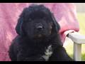 Newfoundland dogs for sale: Trista  - Video 1