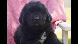 Video preview image #1 Newfoundland Puppy For Sale in KINZERS, PA, USA