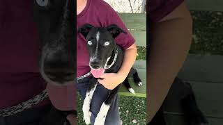 Video preview image #1 Border Collie Puppy For Sale in Pasadena, CA, USA