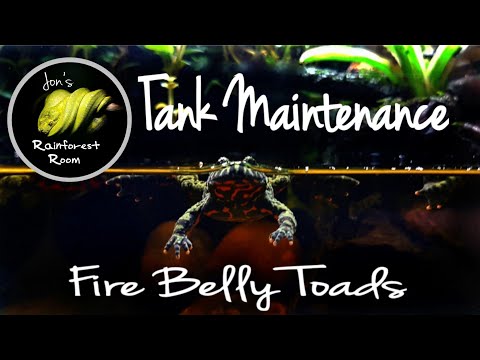 Fire Belly Toad Care & Maintenance