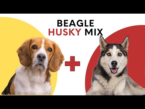 Beagle Husky Mix: Traits, Care Tips, and More!