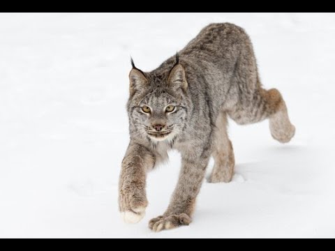 Noah's Ark & Sanat Kumara (Part 1) - by Bro. Eli (Ben Turner) at The Summit Lighthouse(R)